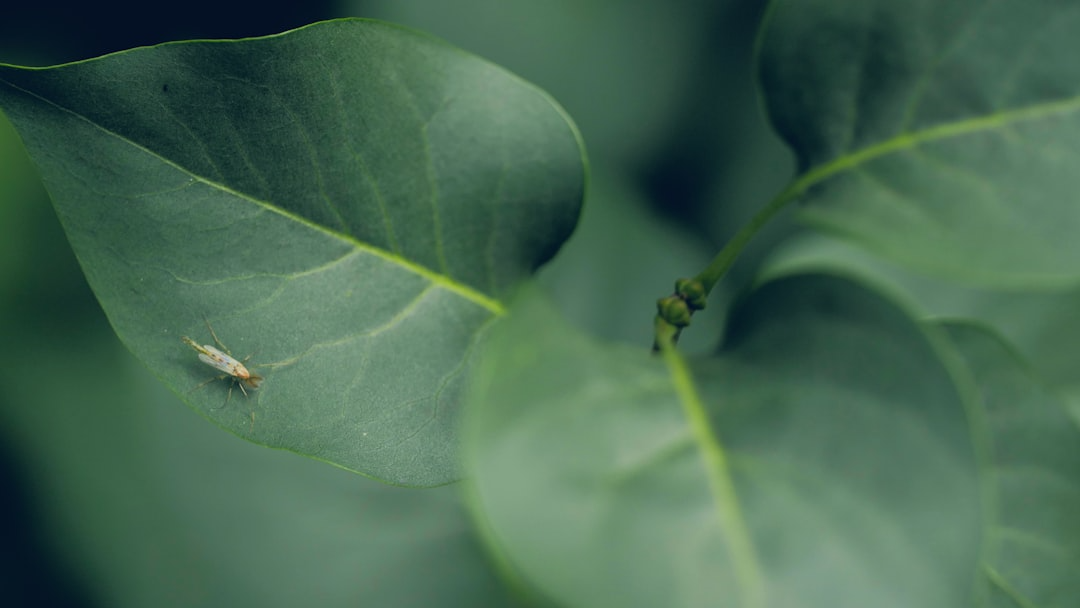 eco_friendly_pest_control_solution