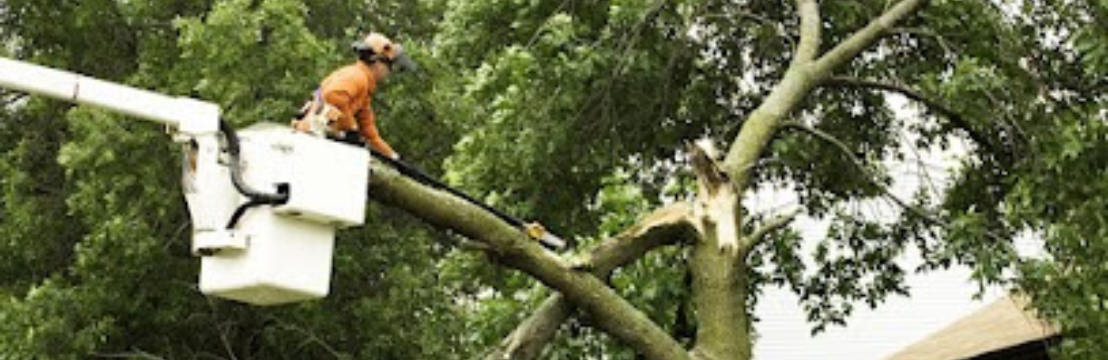 Alpha  Arborcare LLC