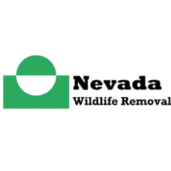 Nevada Wildlife Removal